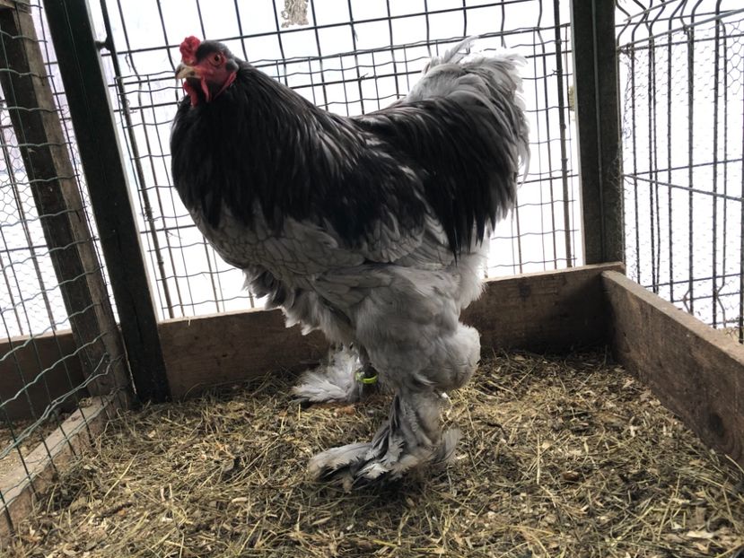 878F0370-ED50-4CF5-BF6E-DB9E3C2EB8AB - BRAHMA ALBASTRU 2017-2018 FAM 2