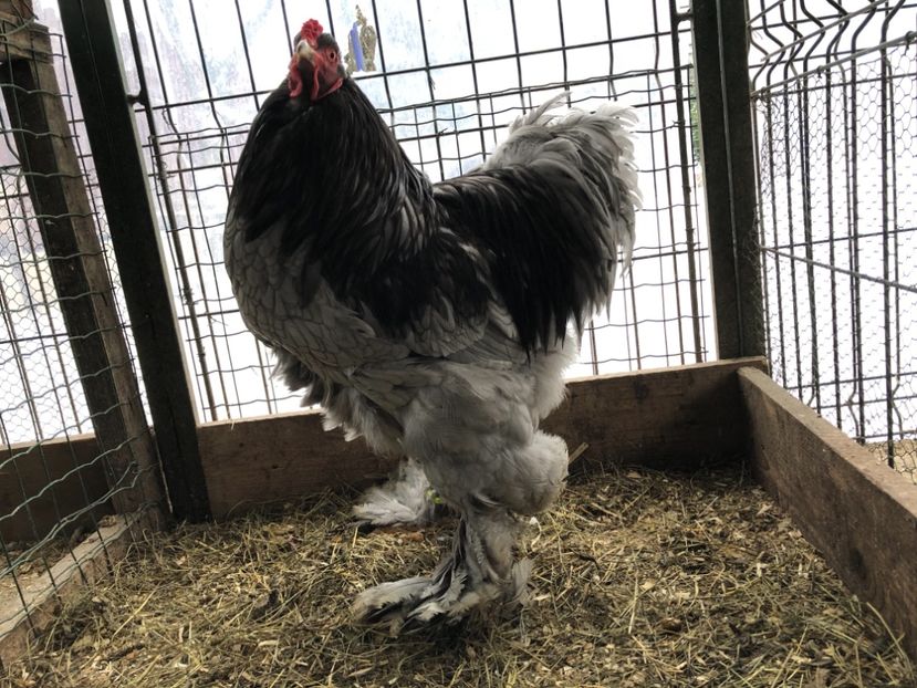 034A2C14-2579-4DF3-9CB3-D5F2E56C82D3 - BRAHMA ALBASTRU 2017-2018 FAM 2