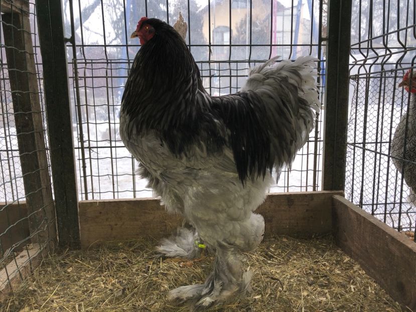 4FCA82F7-8B9D-4A14-8F45-4259F43667ED - BRAHMA ALBASTRU 2017-2018 FAM 2