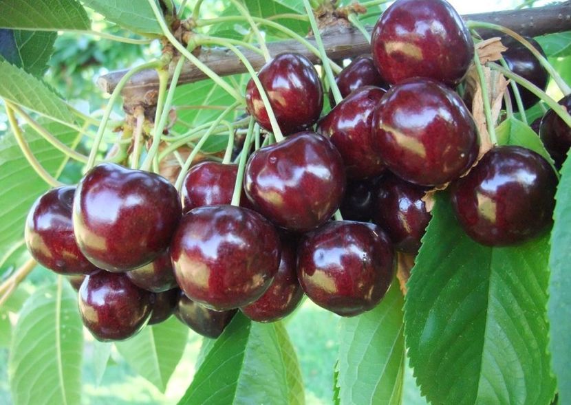 Staccato - cires Staccato