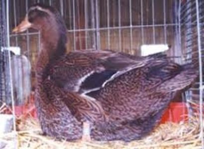 RATA ROUEN - Rase de rate grele