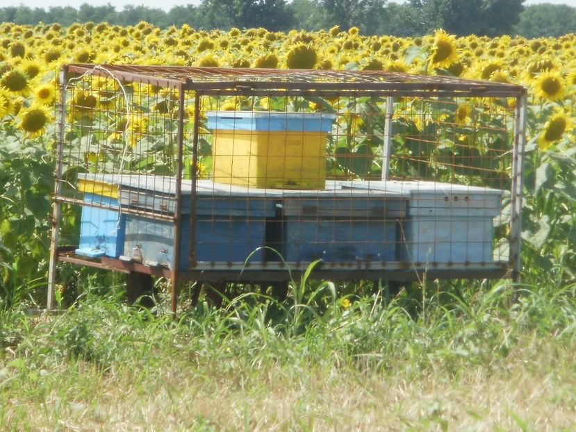 P6191241 - Pavilon apicol si pastoral