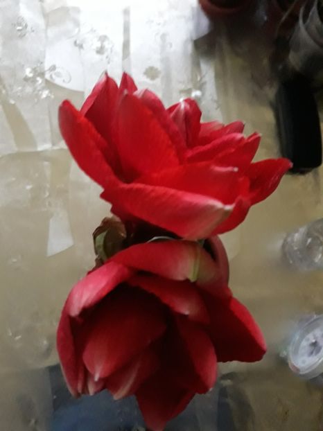 20180123_170512[1] - cherry nymph