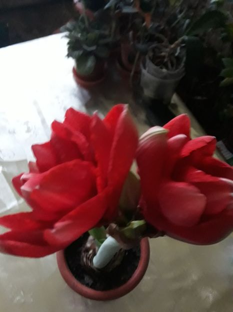 20180123_170534[1] - cherry nymph