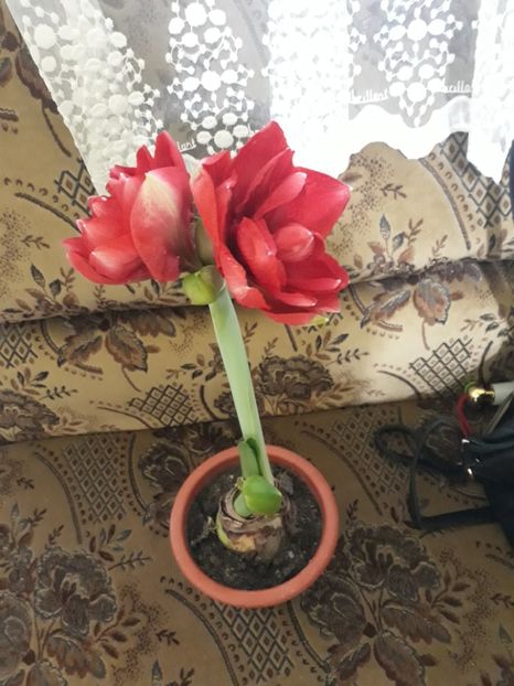 20180124_075839[1] - cherry nymph