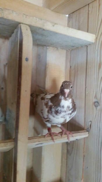 received_1231499783620288[1] - Pui 2017