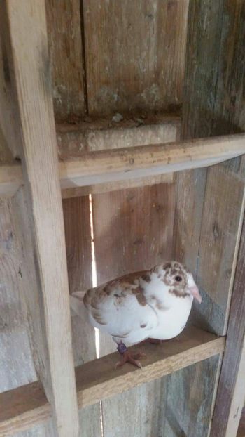 received_1231499823620284 - Pui 2017