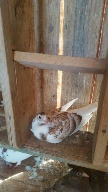 received_1231499830286950 - Pui 2017