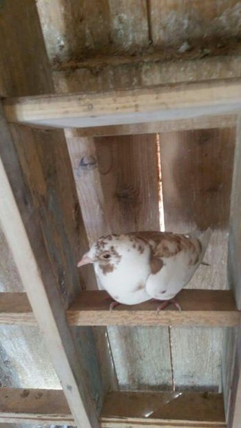 received_1231499836953616 - Pui 2017