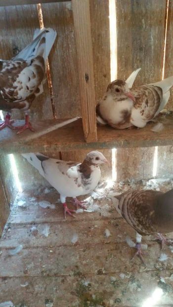 received_1231499843620282 - Pui 2017