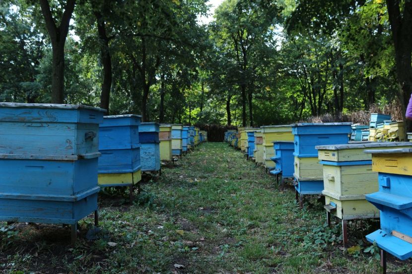  - Donatie albine World vision