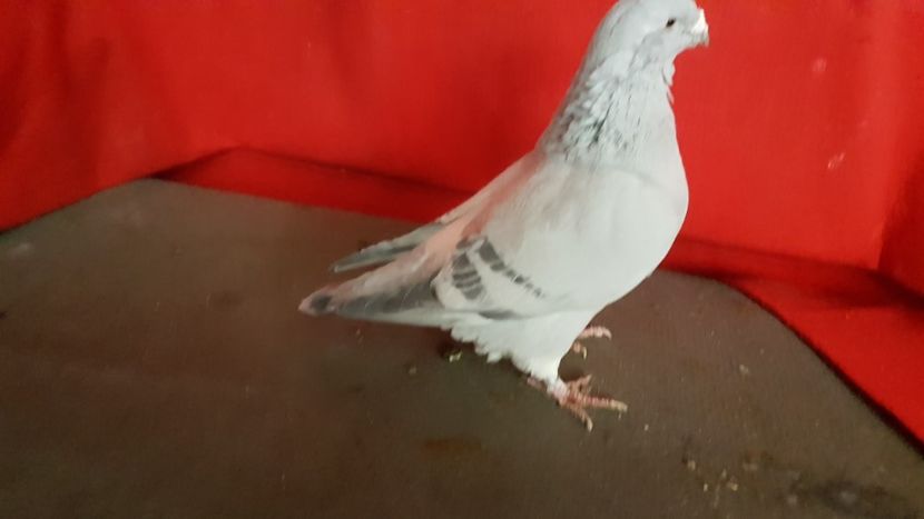  - 0 - 17 ian 2018 - Femele pentru matca