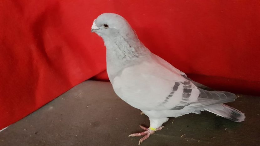  - 0 - 17 ian 2018 - Femele pentru matca