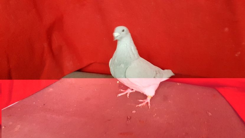  - 0 - 17 ian 2018 - Femele pentru matca