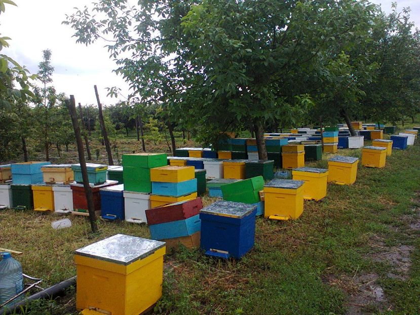 Fotografie1119 - Donatie albine World vision