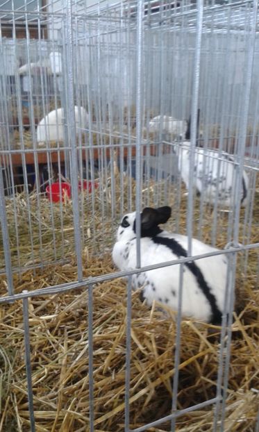  - 0 - REZ EXPO TG NEAMT IAN 2018