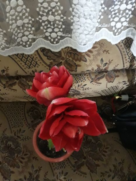 20180124_075857[1] - cherry nymph