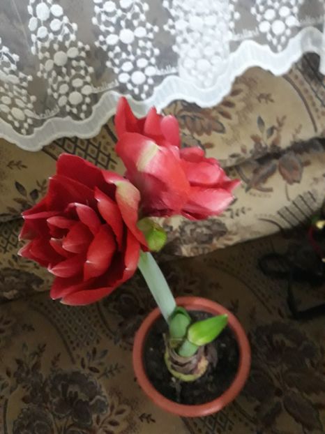 20180124_075908[1] - cherry nymph