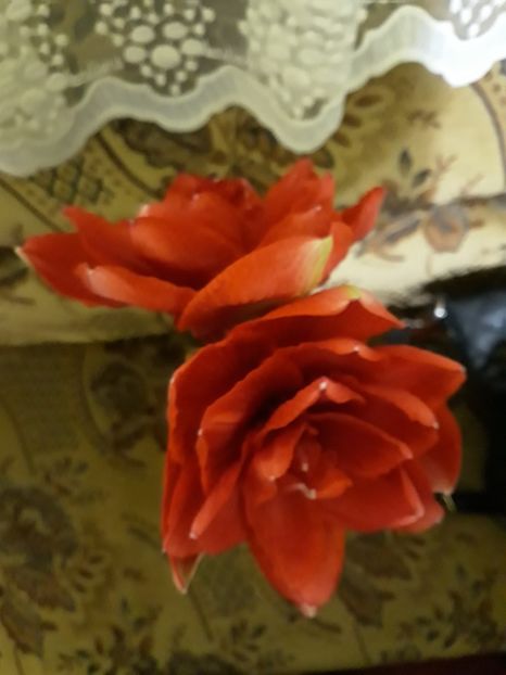 20180125_062245[1] - cherry nymph