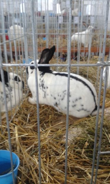  - 0 - REZ EXPO TG NEAMT IAN 2018