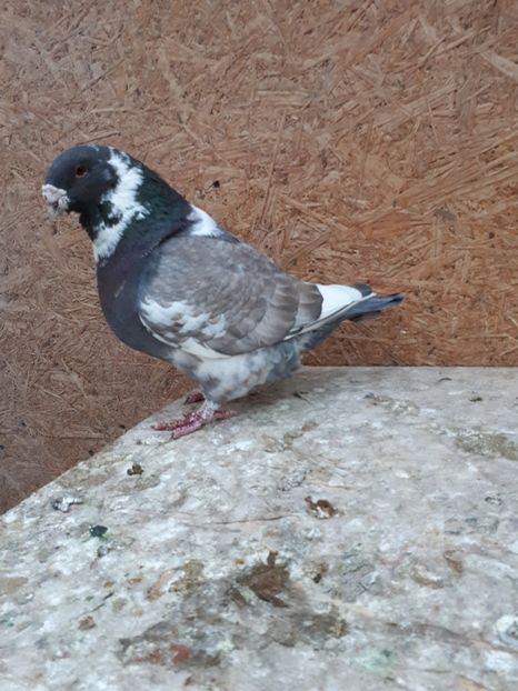 Masc 2014 Hu vandut - Matca AGH 2018