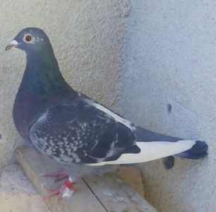 Femela 2017-028....-Targoviste - Porumbei vanduti