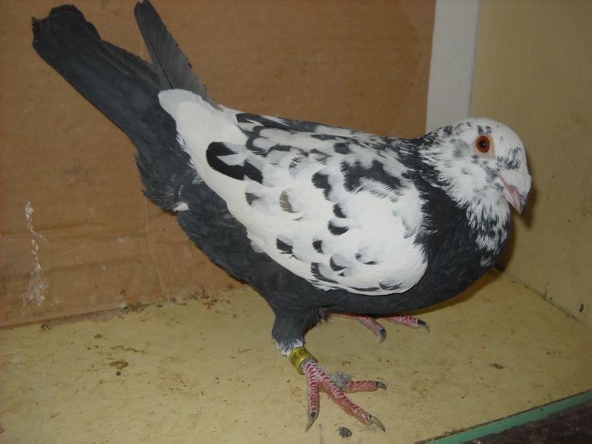 M.2016 - PORUMBEI VANDUTI