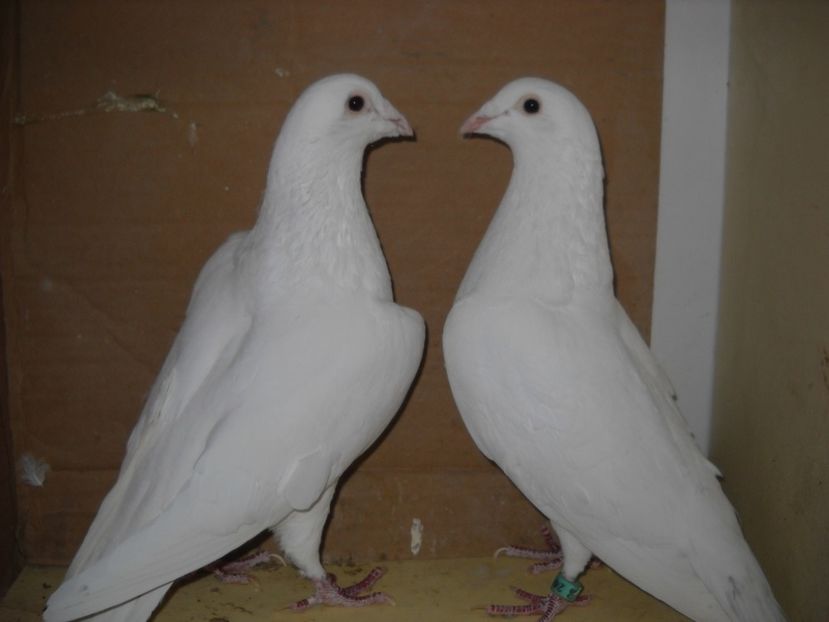 PER.M-F. - PORUMBEI VANDUTI