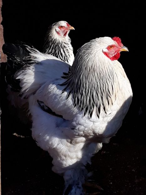  - brahma herminat deschis