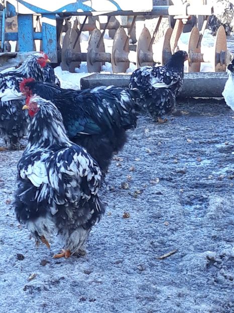  - Cochinchina urias bobat