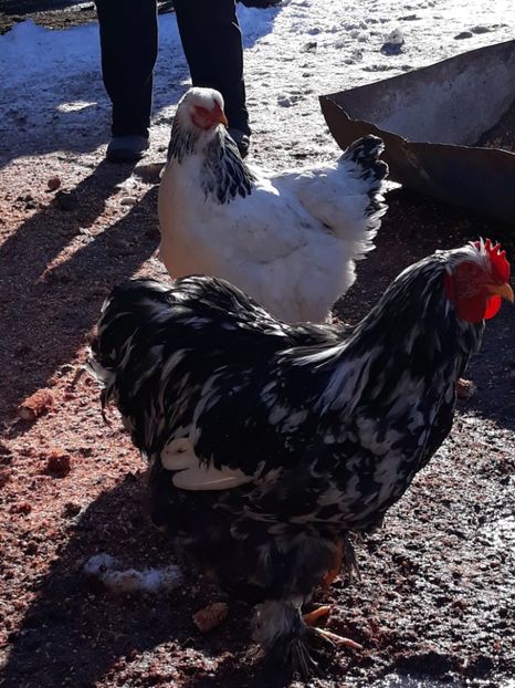  - Cochinchina urias bobat