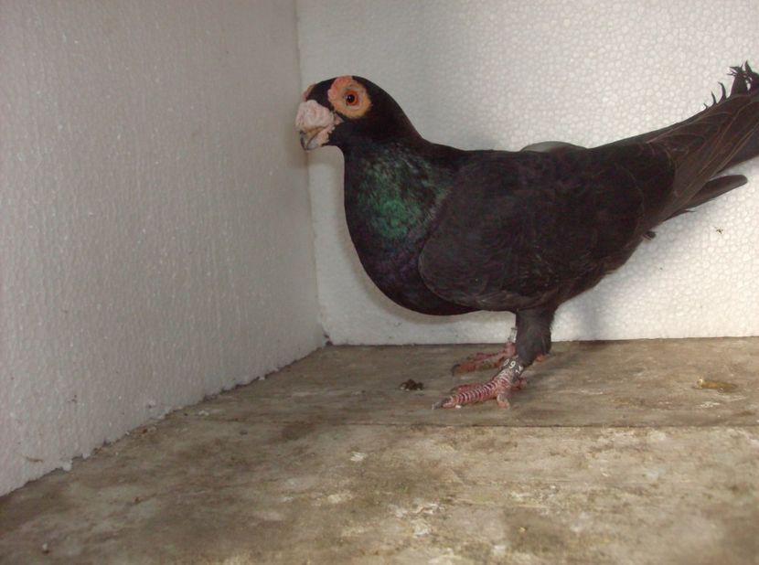 femela 2014 - Carunculati de oradea