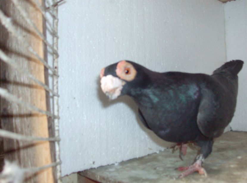  - Carunculati de oradea