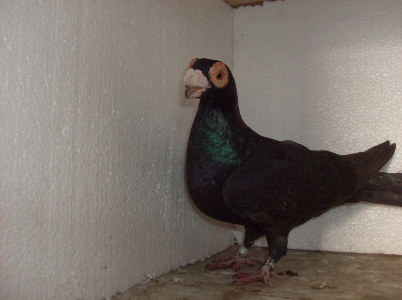  - Carunculati de oradea