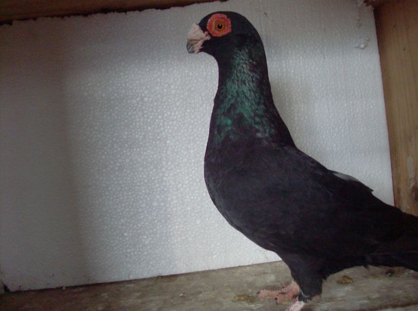 femela 2017 - Carunculati de oradea