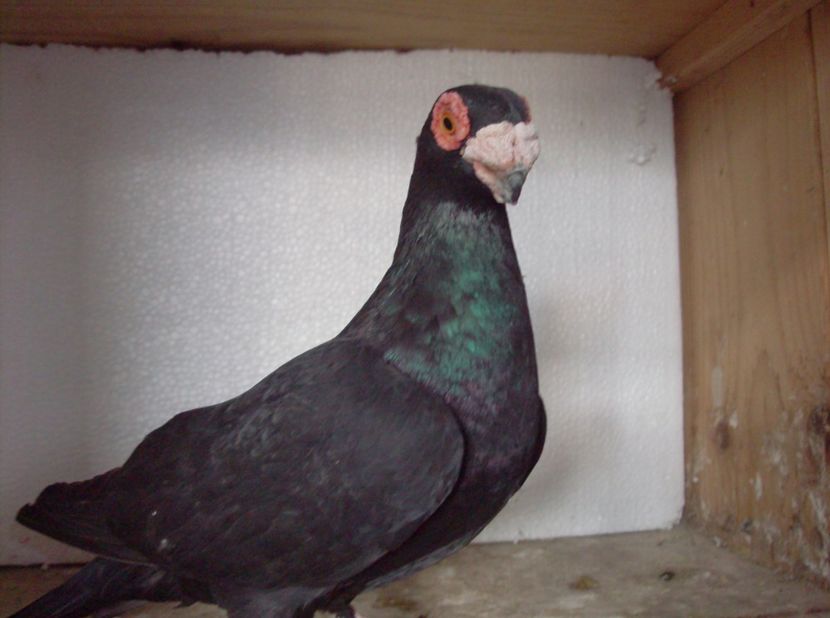  - Carunculati de oradea