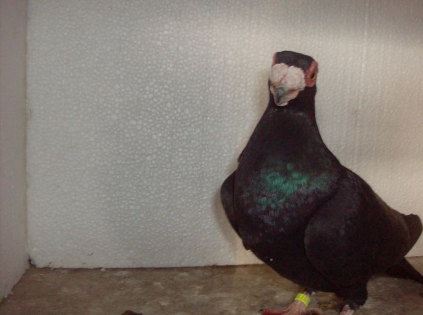  - Carunculati de oradea