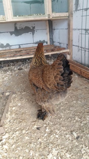  - Brahma potarnichiu 2018