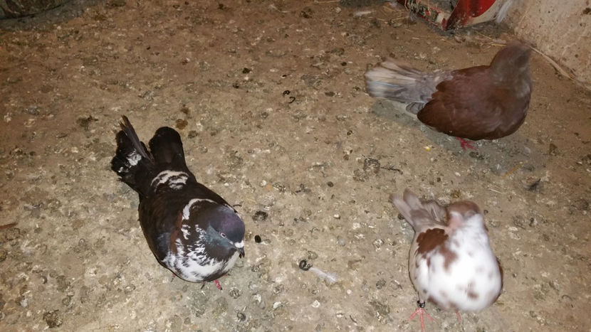  - Ciungi de Ploiesti 2017