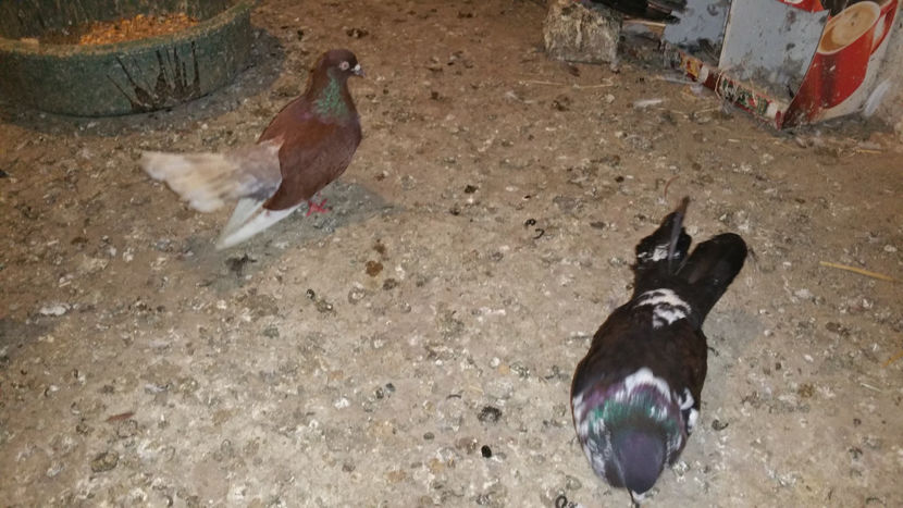  - Ciungi de Ploiesti 2017