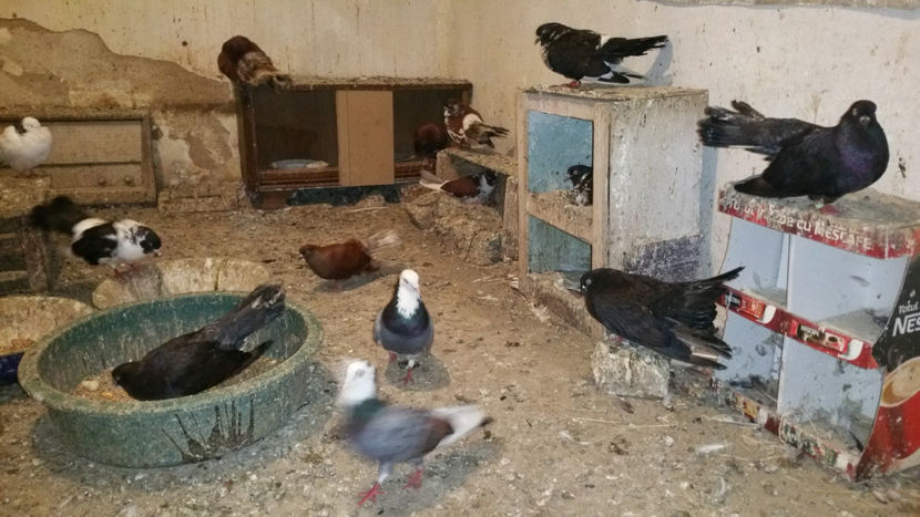  - Ciungi de Ploiesti 2017