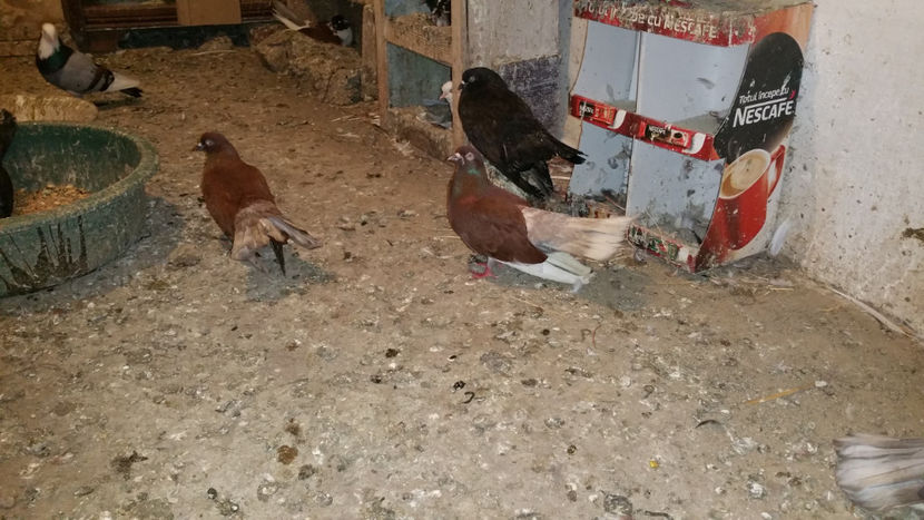  - Ciungi de Ploiesti 2017