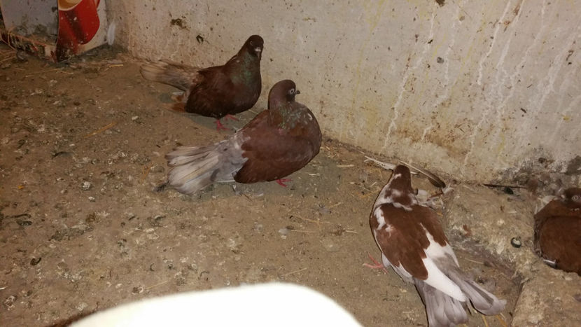  - Ciungi de Ploiesti 2017