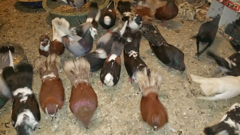  - Ciungi de Ploiesti 2017