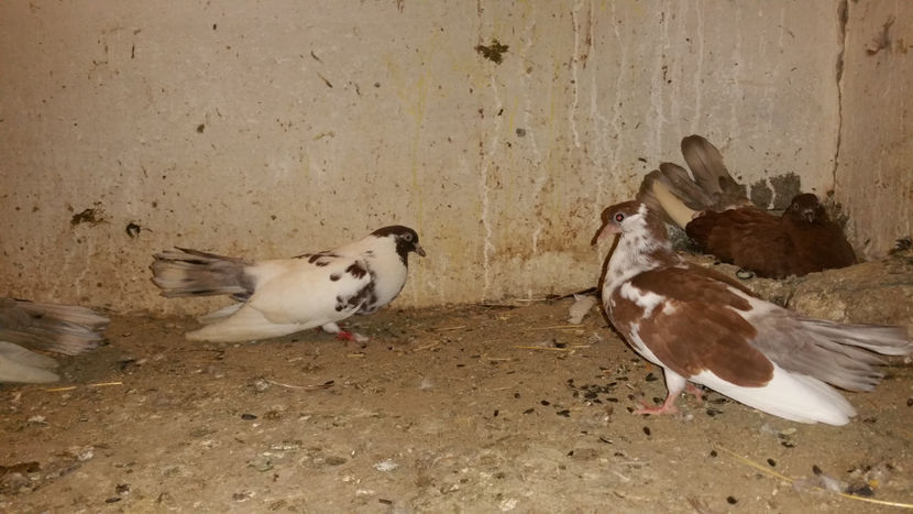  - Ciungi de Ploiesti 2017