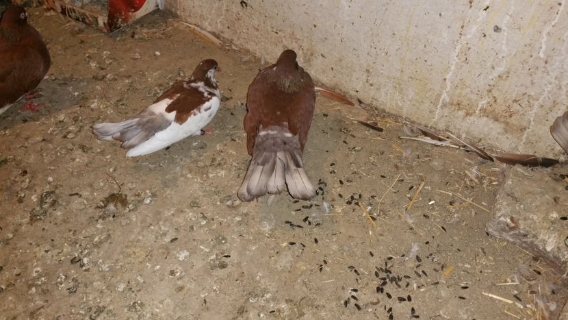  - Ciungi de Ploiesti 2017