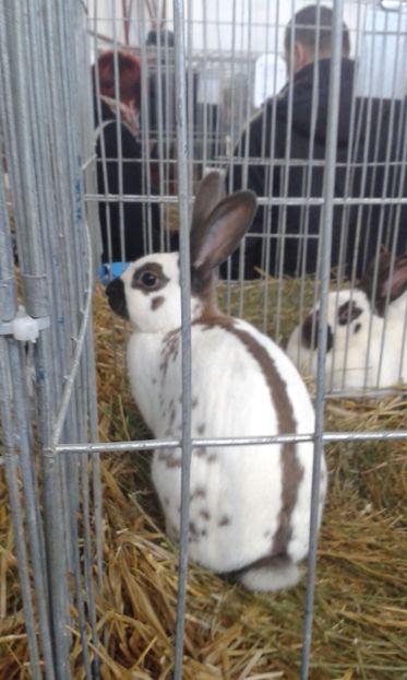  - 0 - REZ EXPO TG NEAMT IAN 2018