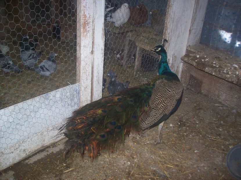  - 0  contact    Jud   iasi