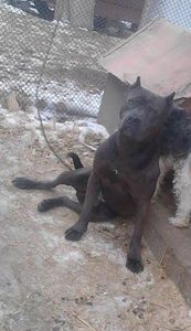  - Amstaff