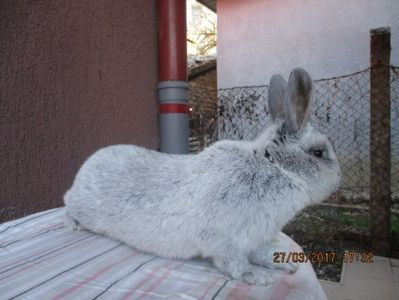 fem!!! - X ARHIVA IEPURI CE AM AVUT